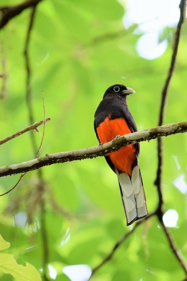 Esquinas Rainforest Lodge