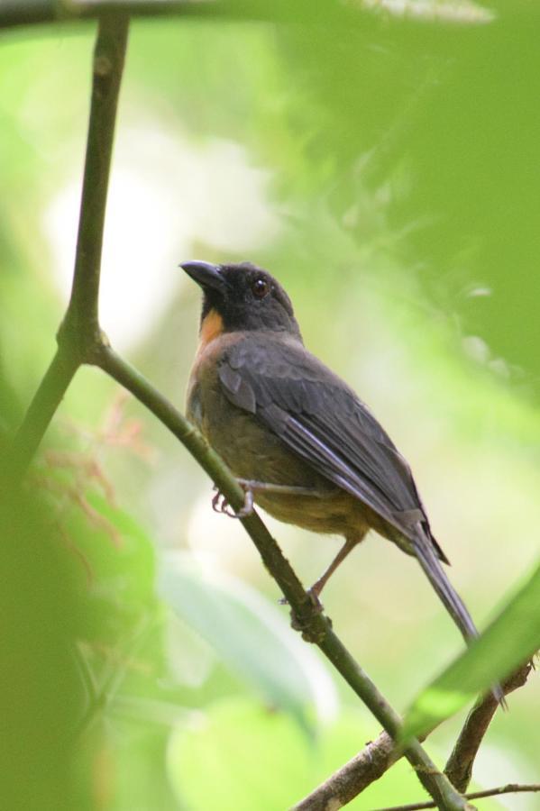 Esquinas Rainforest Golfito