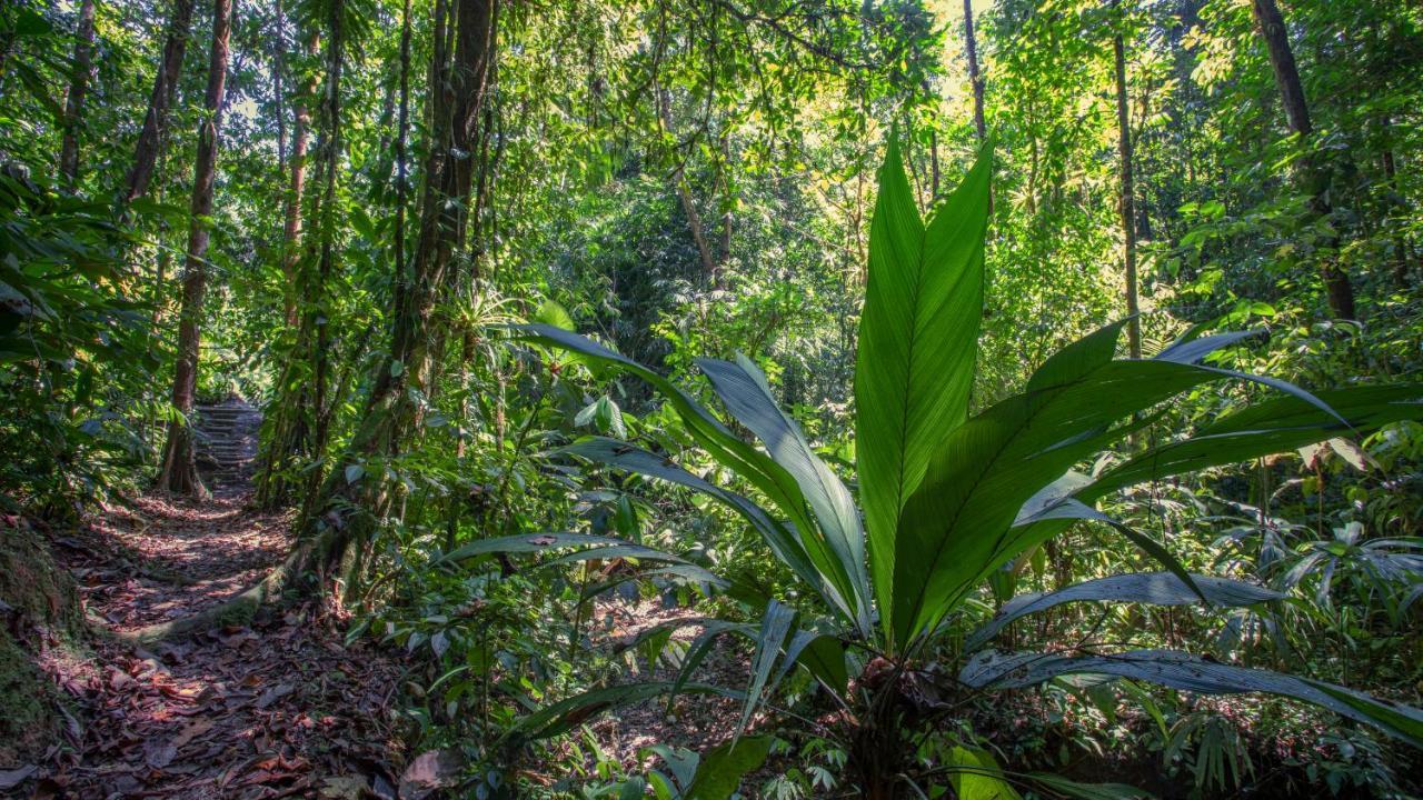 Lodge Esquinas Rainforest *